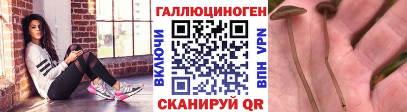 Псилоцибиновые грибы Magic Shrooms  Купить где  Изобильный 
